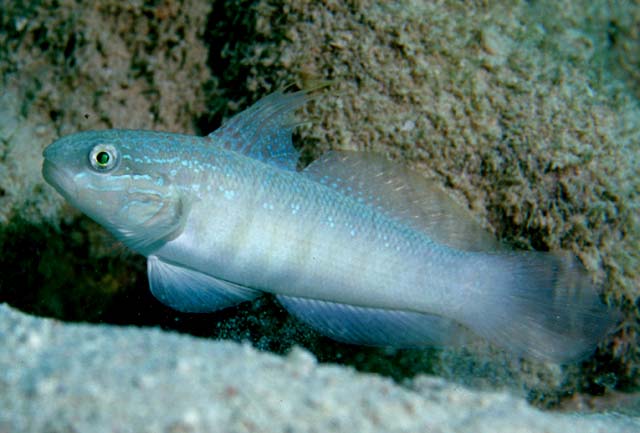 Amblygobius albimaculatus (Rüppell, 1830)